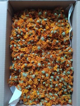 Календула (нагідки) сушені- фото № 1