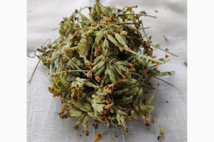 Первоцвет весенний 1 кг. Собран в Карпатах- фото № 1