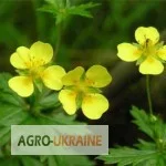 Лапчатка прямостояча, корінь Калган- фото № 1