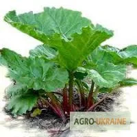 Корінь ревеню, лікарська рослина - 100 грамів- фото № 1