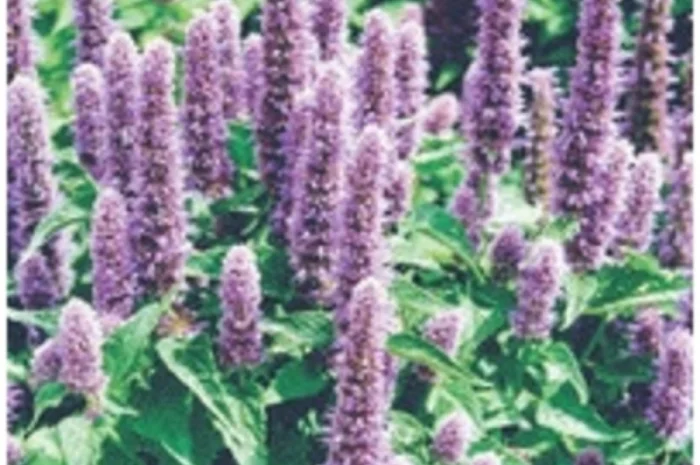 Купити лофант наісовий- фото № 1