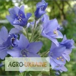 Продается корень синюхи - 25 грамм- фото № 1