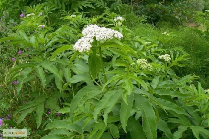 Бузина травянистая корень- фото № 1