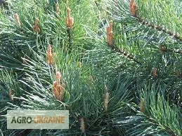 Сосновая пыльца — 50 грамм в продаже- фото № 1