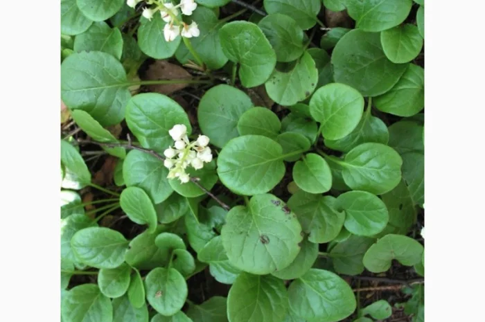 Грушанка трава- фото № 1