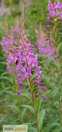 Кипрей трава купить- фото № 1