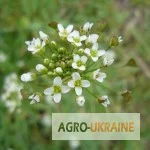 Пастушья сумка (трава Грицики) - упаковка 100 грамм- фото № 1