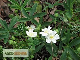 Пятипал трава – лечебное растение для вашего здоровья- фото № 1