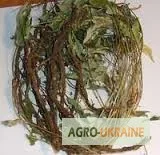 Лапчатка белая – корень для оздоровления- фото № 1