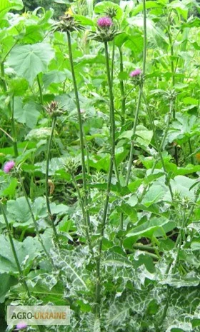 Розторопша насіння Расторопша плоды- фото № 1