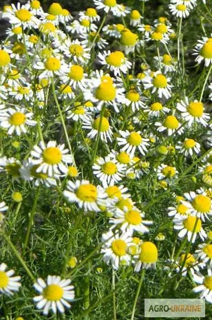 Ромашка аптечная цветок- фото № 1