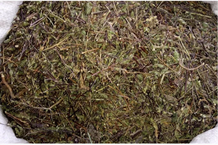 Очанка коротковолосистая трава- фото № 1