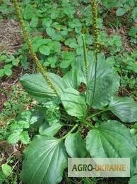 Подорожник большой листья Подорожник великий лист- фото № 1