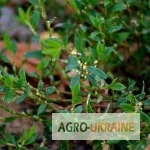 Горец птичий (Спориш) – лікувальна трава- фото № 1