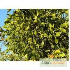 Омела белая - лечебные пагони- фото № 1