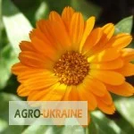 Календула цвітки – лікарські рослини для здоров'я- фото № 1