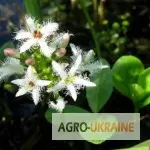 Продам вахта трехлистная- фото № 1