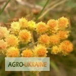 Продается бессмертник цвет Цмин песчаный- фото № 1