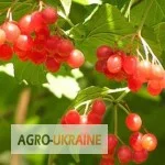 Суха ягода калини - упаковка 100 грамів- фото № 1