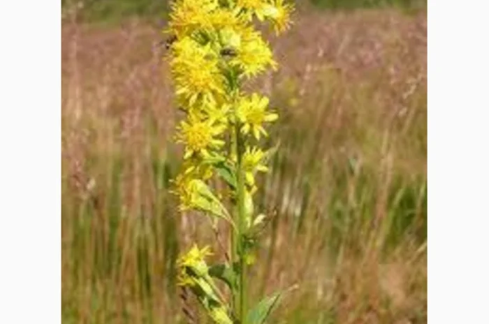 Золотая розга Золотарник обыкновенный трава Золотушник звичайний трава- фото № 1