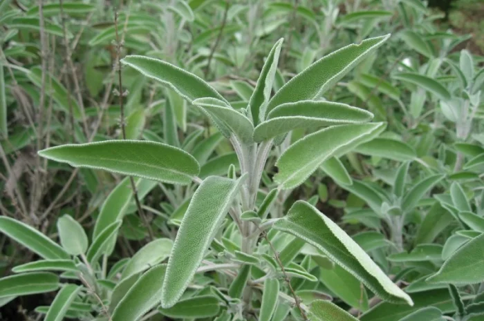 Шалфей лекарственный трава Шавлія лікарська трава- фото № 1