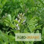 Корінь солодки голої - лікарська рослина в упаковці 100 грам- фото № 1