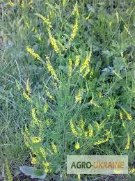 Донник лекарственный трава- фото № 1