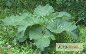 Лопух большой лист - Репейник- фото № 1