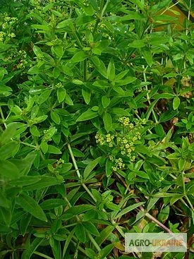 Марена красильная купить- фото № 1