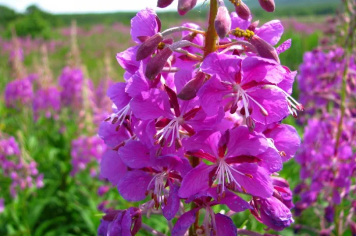 Пролам соцветия иван-чай- фото № 1