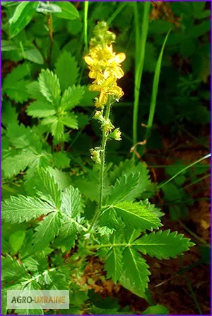 Купити парило звичайне Репешок обыкновенный- фото № 1