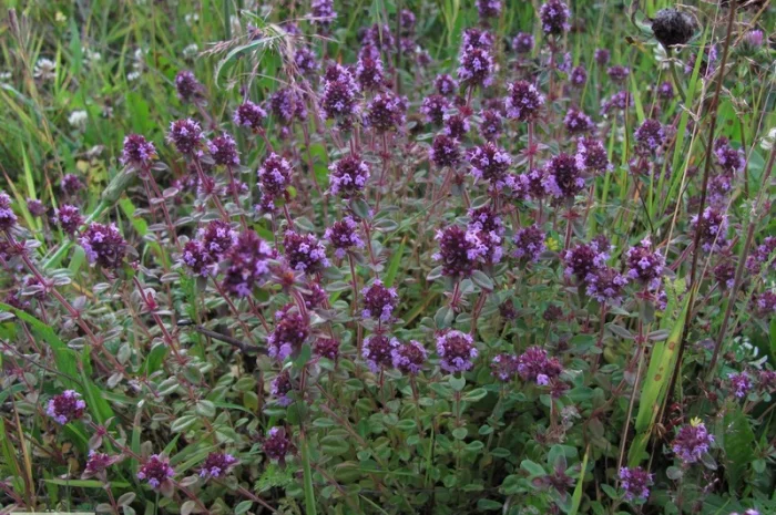 Продам чебрец обыкновенный трава- фото № 1