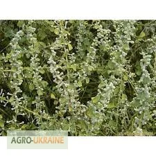 Ерва шерстистая трава в упаковке 100 грамм- фото № 1