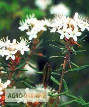 Продается багульник болотный- фото № 1