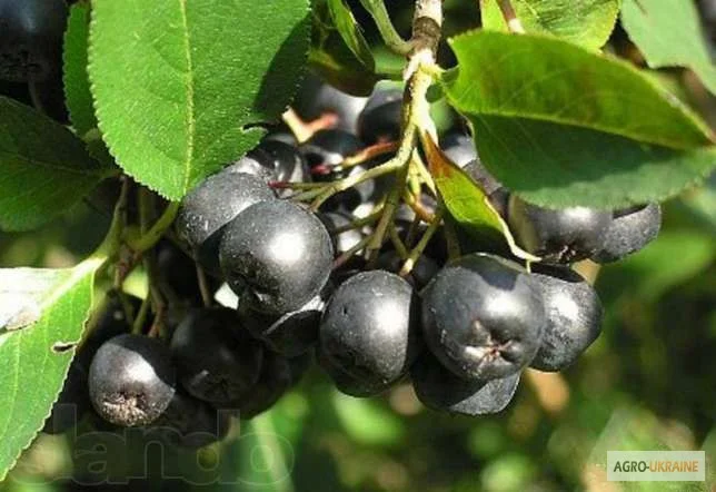 Продам рябину черноплодную ягода- фото № 1