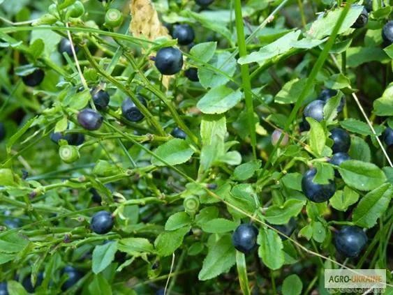 Купити чорниця пагони- фото № 1