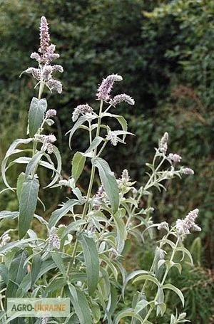 Мята длиннолистная трава продам- фото № 1