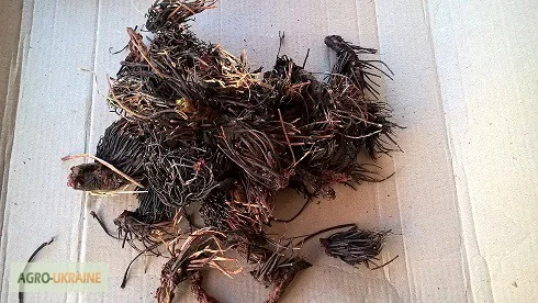 Продается красная щетка, упаковка 50 грамм- фото № 1