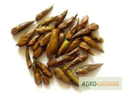 Продается тополя брунька- фото № 1