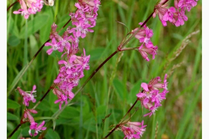 Купити віскарія клейка- фото № 1