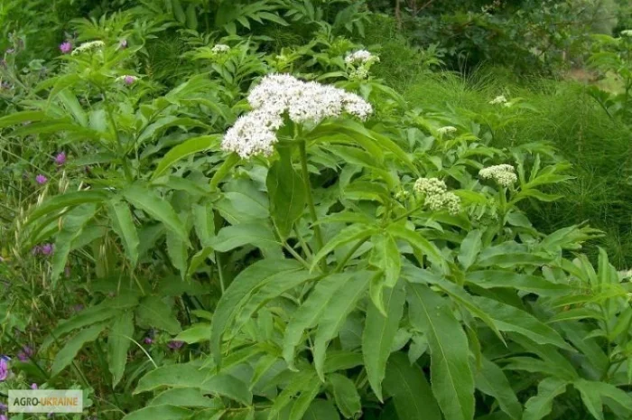 Трава бузины травянистой купить- фото № 1