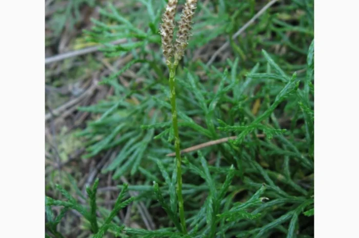 Купити плаун сплюснутий- фото № 1