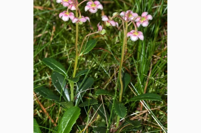 Зимолюбка трава купити- фото № 1