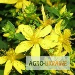 Звіробій – продаж сухої трави- фото № 1