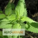 Купите сухую траву крапивы 50 грамм- фото № 1