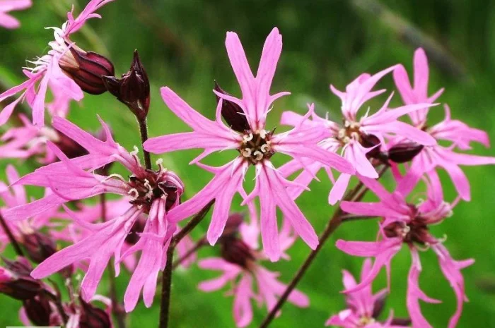 Горицвет коронария купить- фото № 1