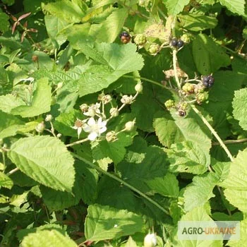 Ожина пагони продам- фото № 1