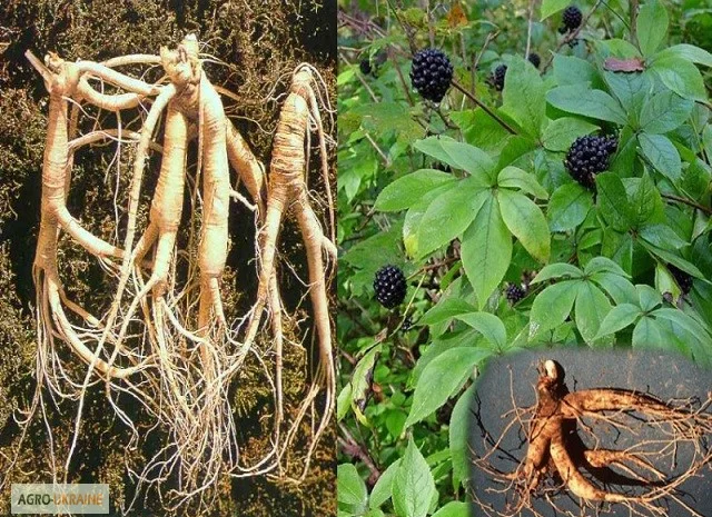 Корень елеутерокока купить- фото № 1