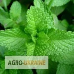 Мята перечная в продаже- фото № 1