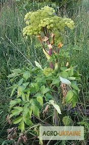 Купити дягель лікарський корінь- фото № 1